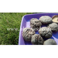 Dried Shiitake/ Dried Smooth Shiitake Mushroom